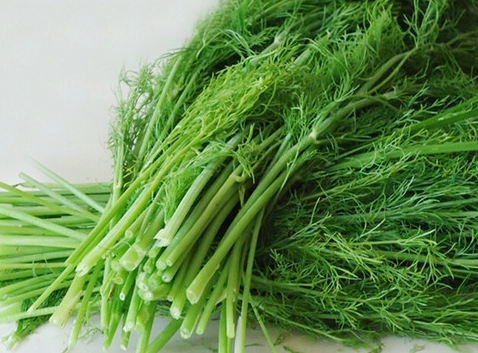茴香菜好處