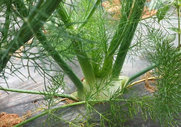茴香好處