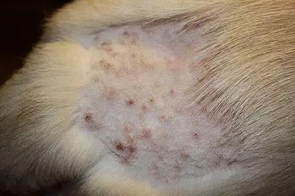 狗皮膚炎洗澡 狗皮膚炎洗澡