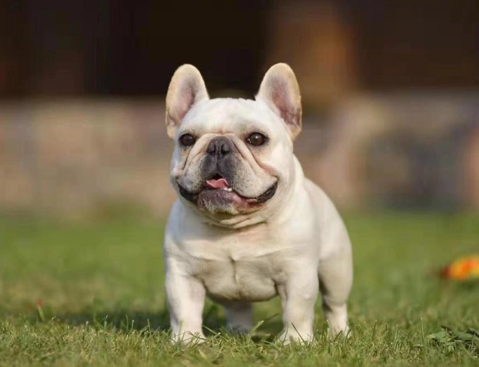 巴哥犬法國鬥牛犬比較
