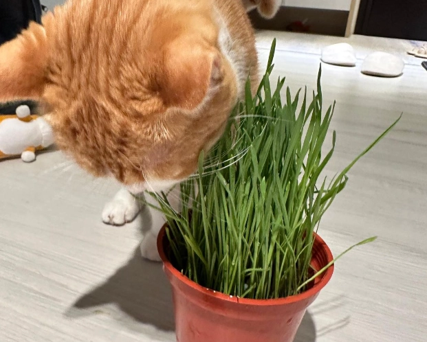 貓草使用
