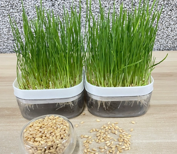 貓草好處