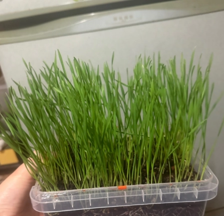 如何種貓草