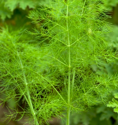 茴香好處