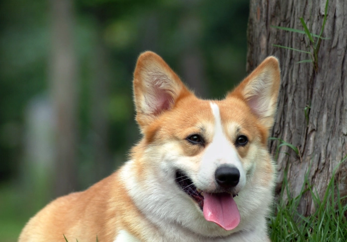 柯基犬疾病