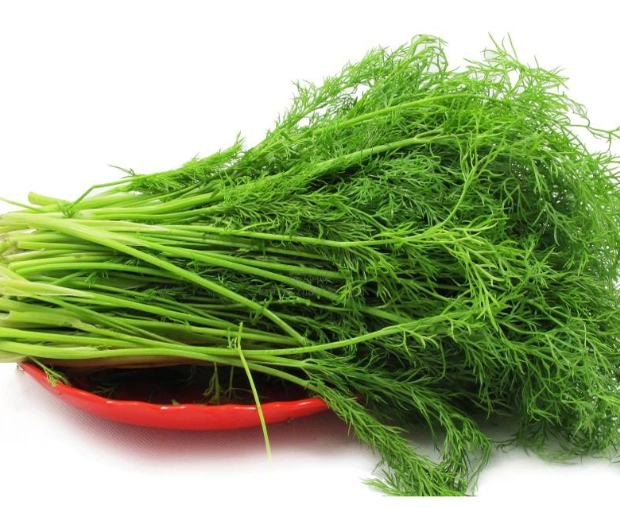 茴香菜好處