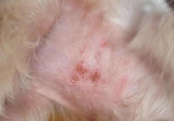 狗皮膚炎洗澡 狗皮膚炎洗澡