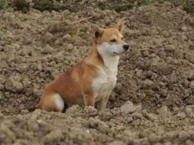 老狗疾病