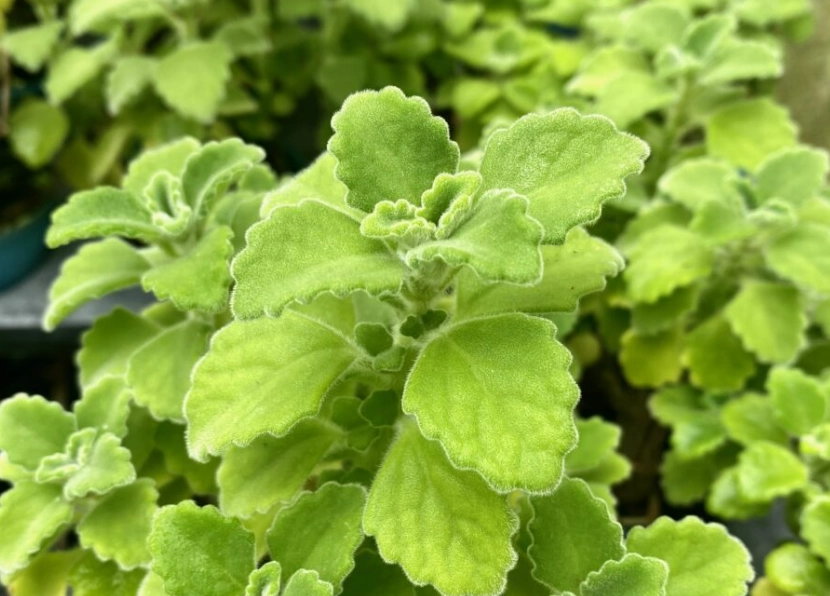 左手香料理