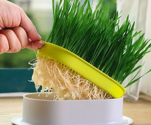 貓草好處