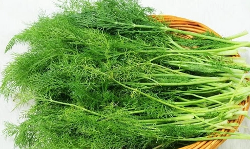 茴香怎麼吃