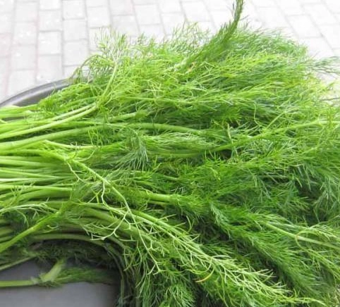 茴香菜好處
