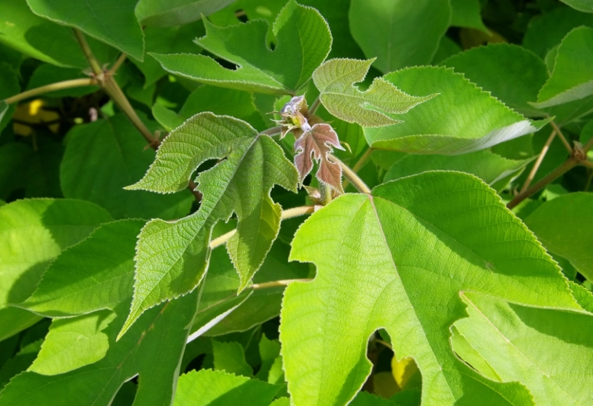 桑葉健康益處 桑葉健康益處