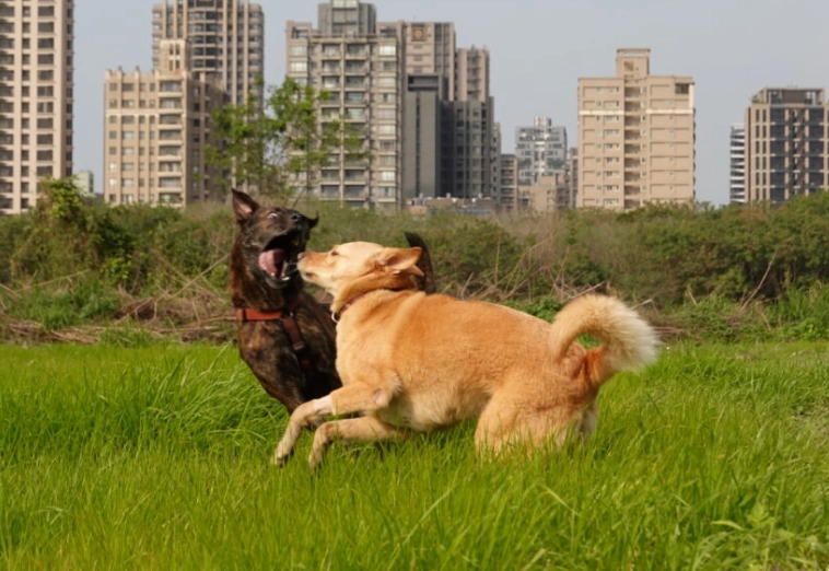 狗狗行為解讀 狗狗行為解讀