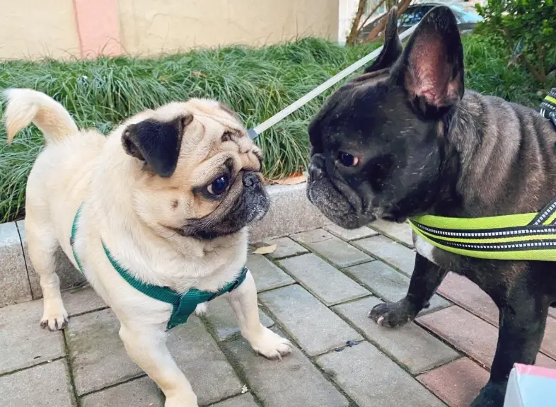 巴哥犬法國鬥牛犬比較