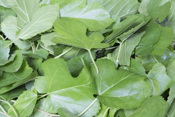 桑葚葉茶做法 桑葚葉茶做法