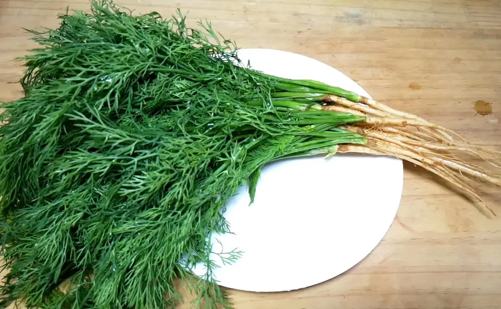 茴香菜營養