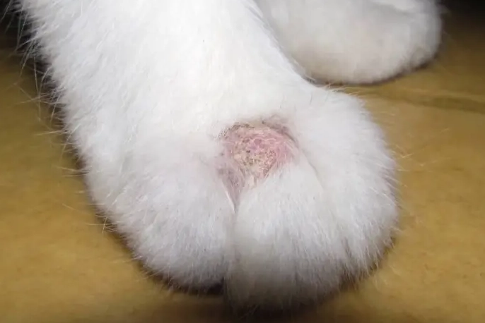 貓癬症狀