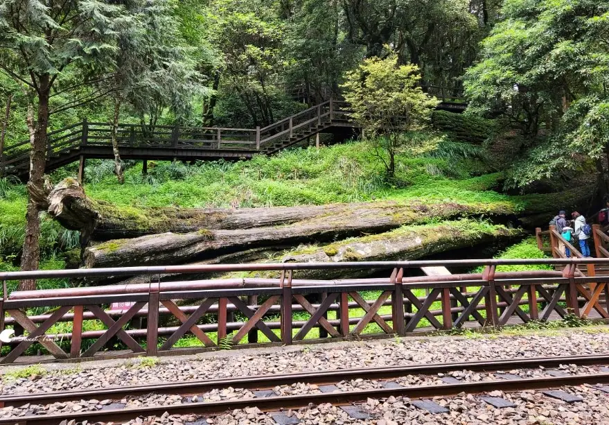 阿里山旅遊 阿里山旅遊