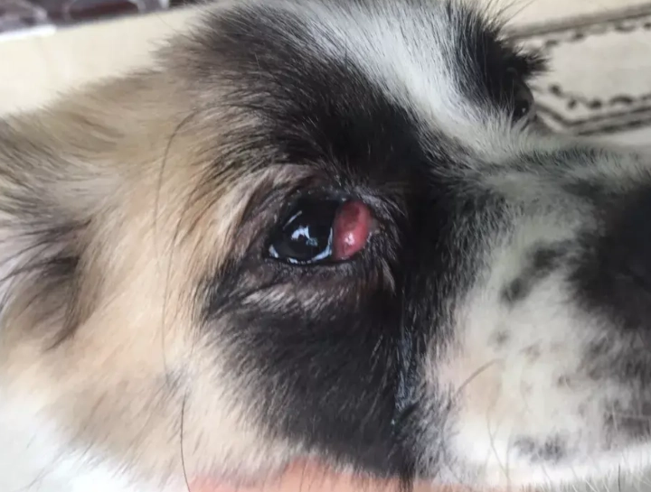 狗狗眼睛萎縮症狀
