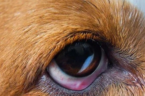 狗狗眼內炎