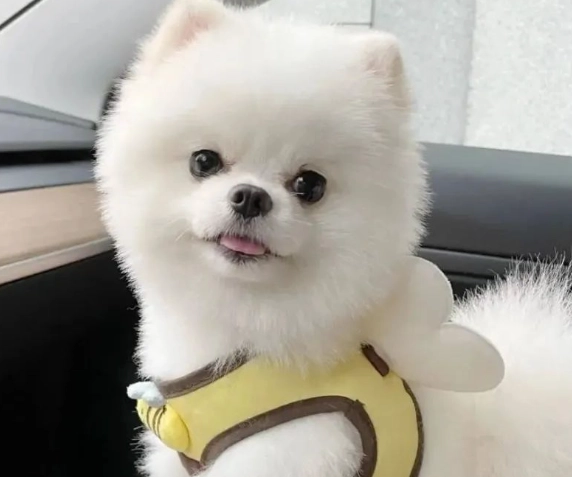 狗狗行為糾正