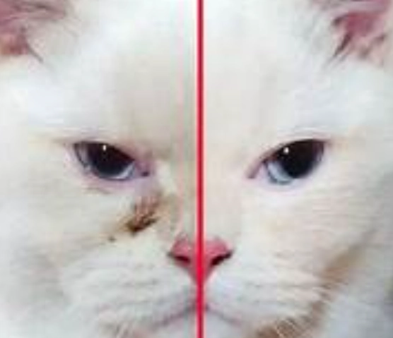 貓結膜炎