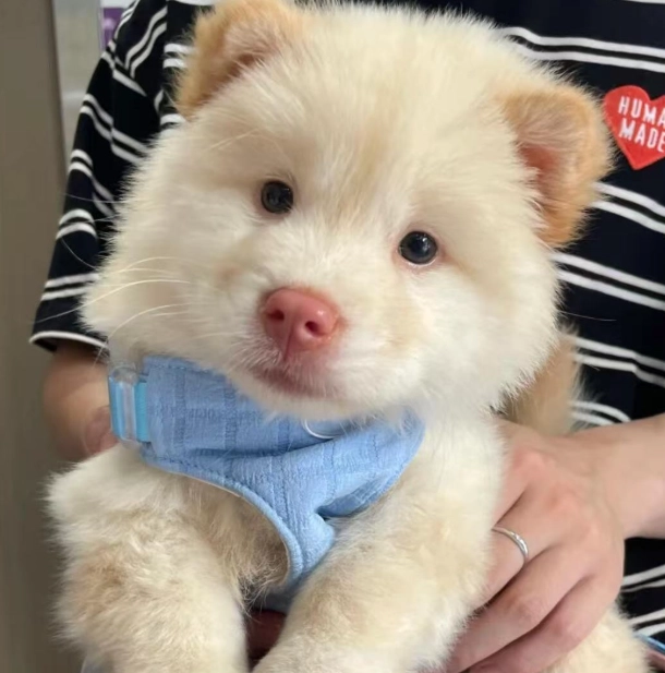 幼犬健康檢查 幼犬健康檢查