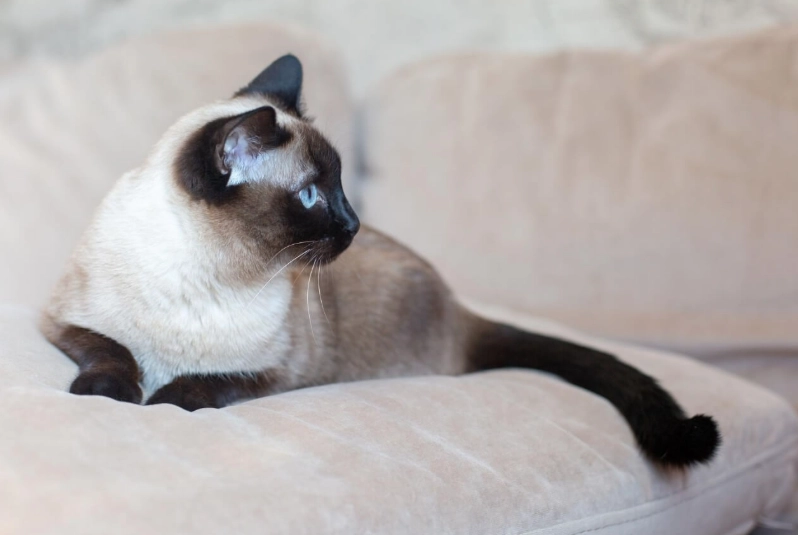暹羅貓變色