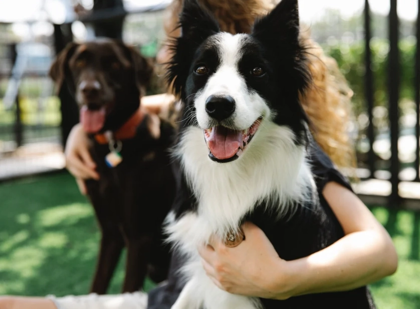 邊境牧羊犬照顧 邊境牧羊犬照顧