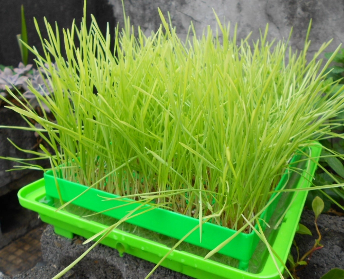貓草水耕 貓草水耕