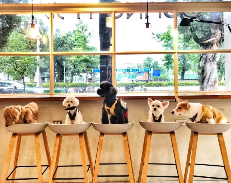 宜蘭帶狗餐廳