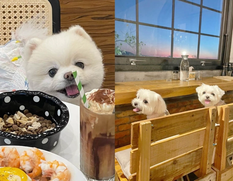 宜蘭寵物餐廳
