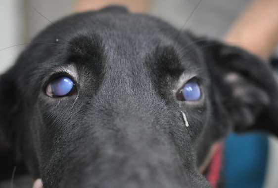 狗眼藥水推薦