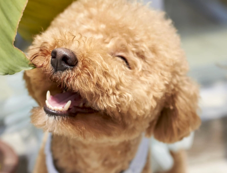 貴賓犬壽命