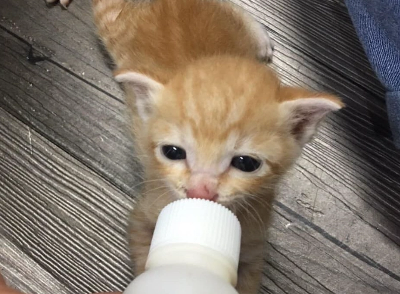 小貓腹瀉