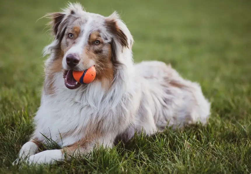 延長邊境牧羊犬壽命 延長邊境牧羊犬壽命