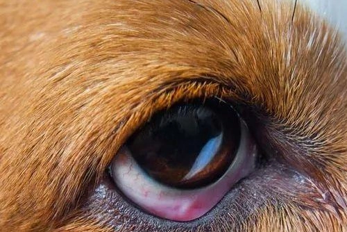 狗狗乾眼症