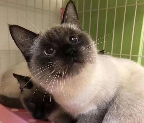 暹羅貓 飼養