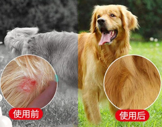狗皮膚炎治療