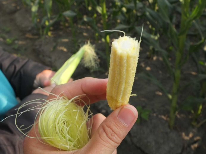 玉米鬚功效