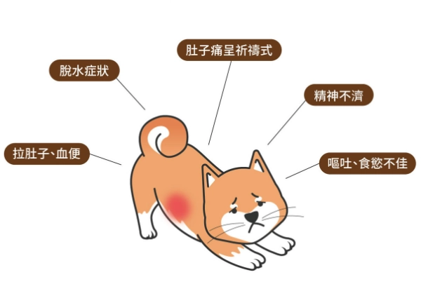 犬胰臟炎早期症狀