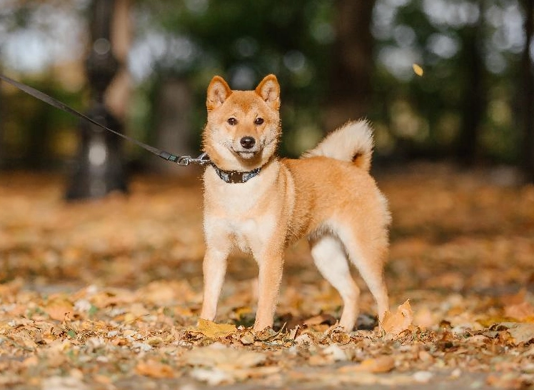 柴犬個性 柴犬個性