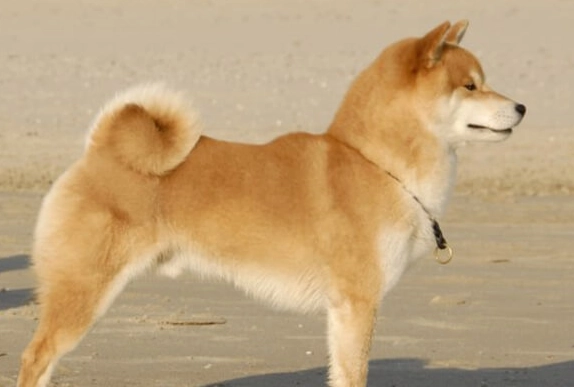 柴犬個性 柴犬個性