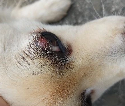 狗眼睛發炎 狗眼睛發炎