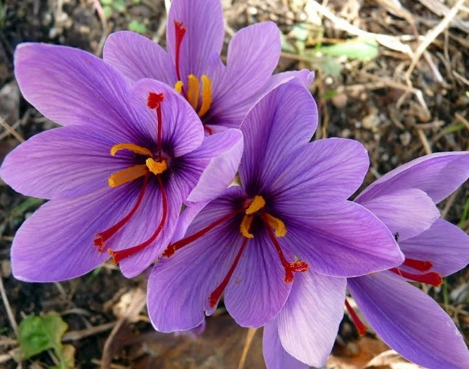 藏紅花功效 藏紅花功效