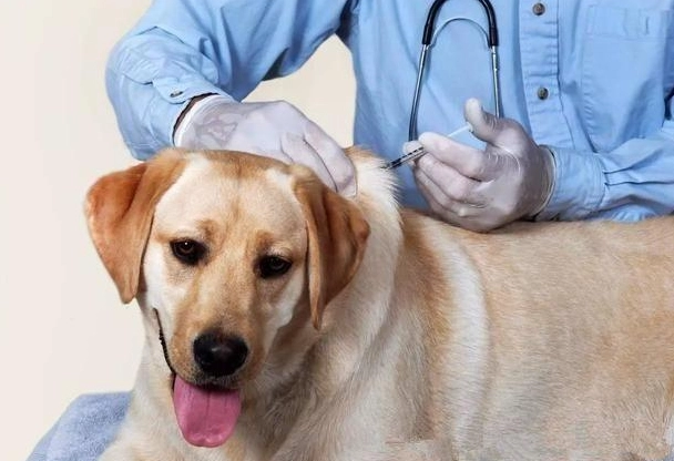 狗疫苗時間全攻略：幼犬成犬接種時程與注意事項