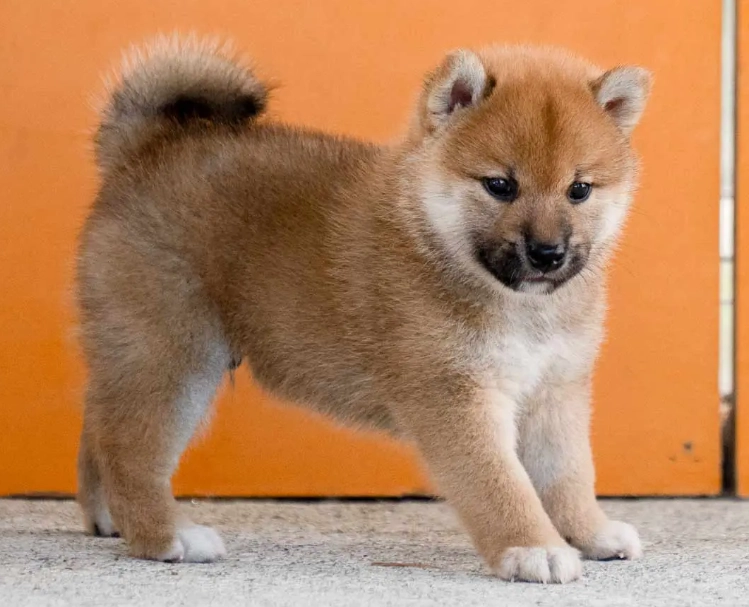 柴犬好養嗎 柴犬好養嗎