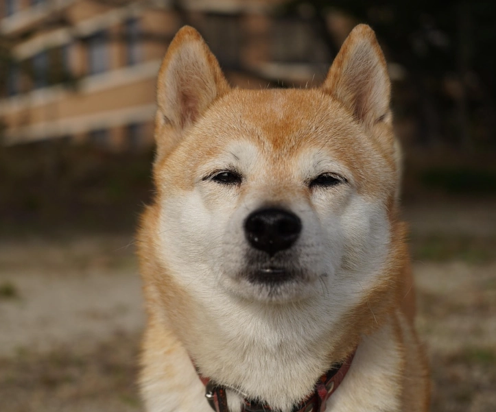 柴犬好養嗎 柴犬好養嗎
