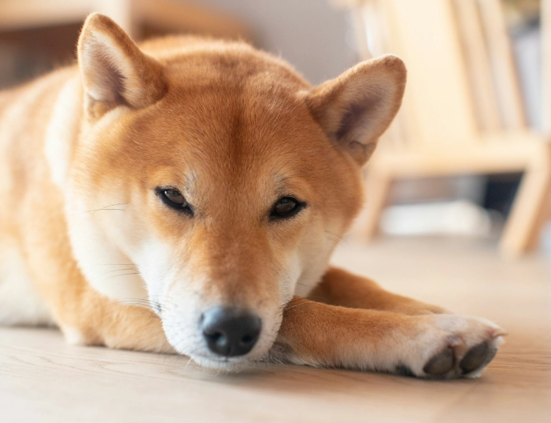 柴犬好養嗎 柴犬好養嗎